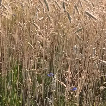 Hideaway Appartement