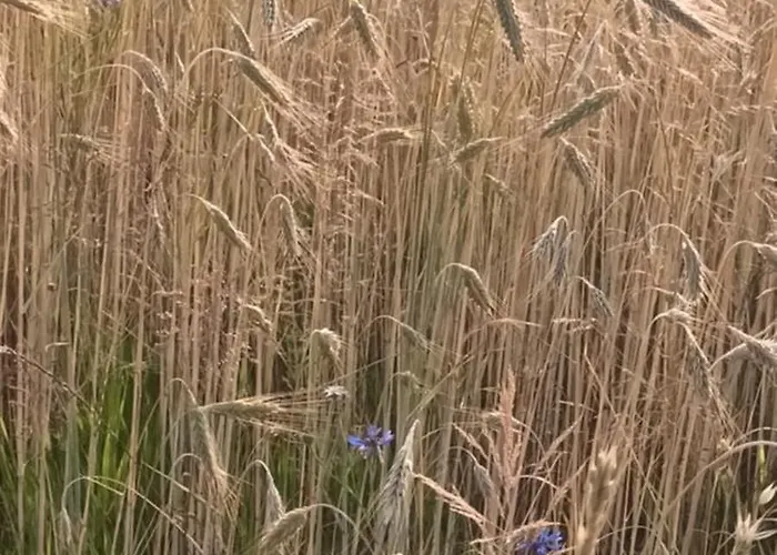 Hideaway Appartement